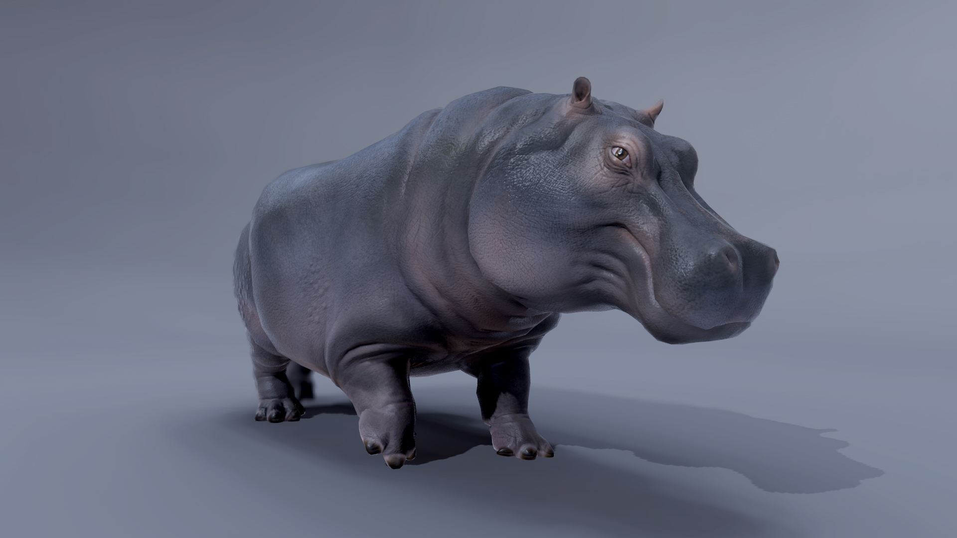 Hippopotamus 3D models - Sketchfab