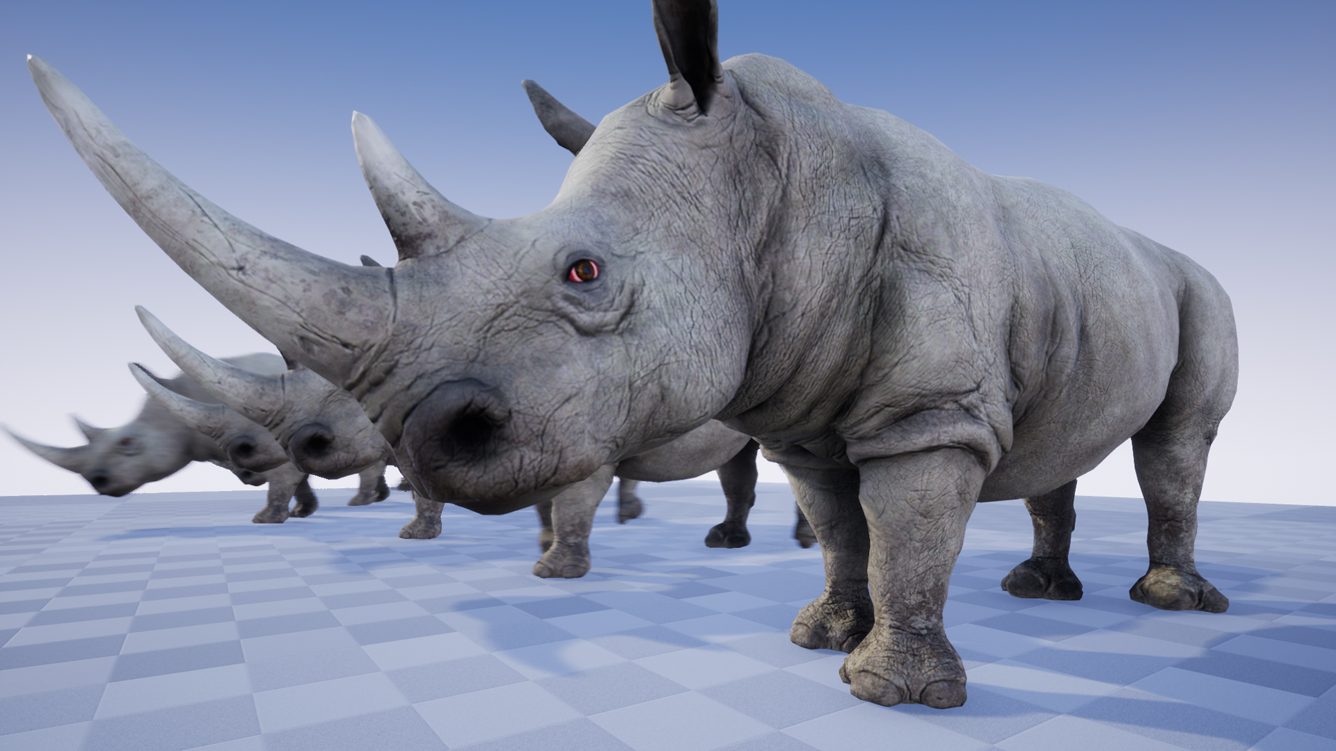 Rhino rhinoceros rhino topanimals